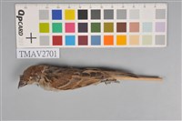 藏品(麻雀)的圖片